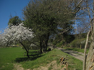 Blackthorn Blossom